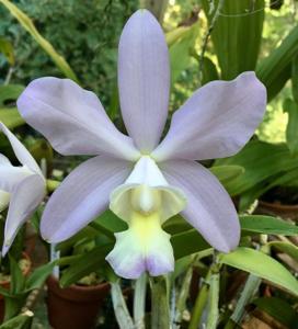 Cattleya dolosa