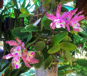 Cattleya Brabantiae