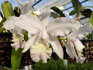 Cattleya Intermedia-Gigas