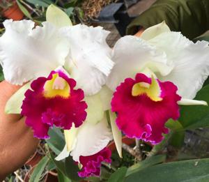 Rhyncholaeliocattleya Melody Fair-Chyong Guu Swan