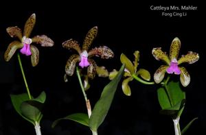 Cattleya Mrs. Mahler