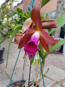 Cattleya Kupferprinz