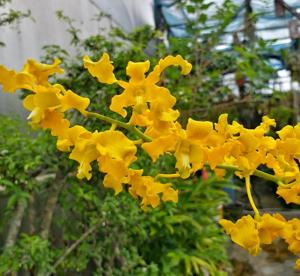 Dendrobium Puanani Sunshine