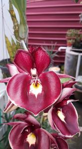 Catasetum Penang