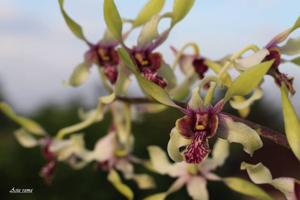 Dendrobium Maluku Indah