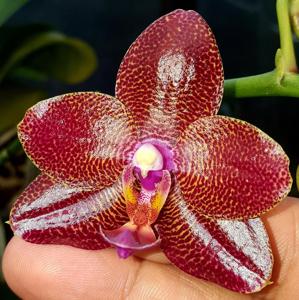 Phalaenopsis Mituo Sun King