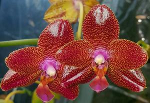 Phalaenopsis Mituo Sun King