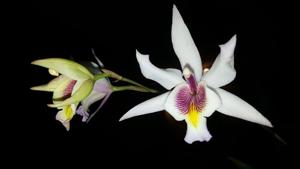 Laelia Finckeniana