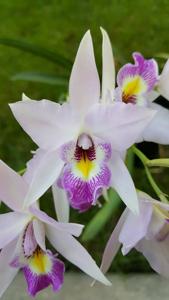 Laelia Finckeniana