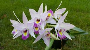 Laelia Finckeniana