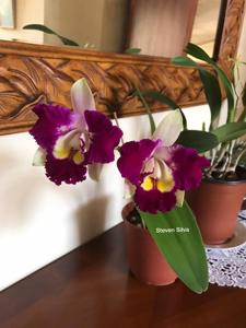 Rhyncholaeliocattleya Tsutung Beauty