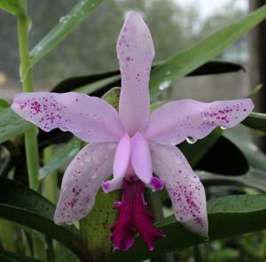 Cattleya Interglossa