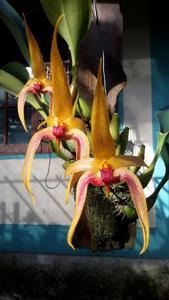 Bulbophyllum Micah Maetani