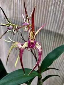 Dendrobium Australian Black and Green-tetragonum