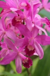 Cattlianthe Amaroo