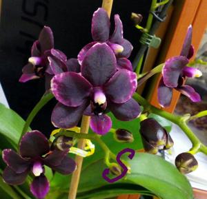 Phalaenopsis Frog Hollow Black Cherry Sundae