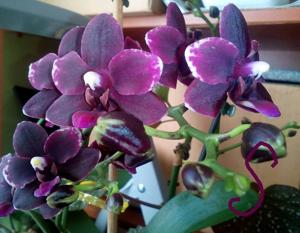 Phalaenopsis Frog Hollow Black Cherry Sundae