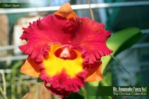 Rhyncholaeliocattleya Rungnapha Fancy