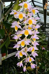 Dendrobium Mousmee