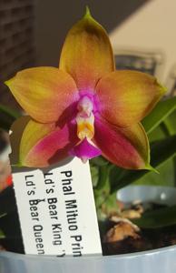 Phalaenopsis Mituo Prince