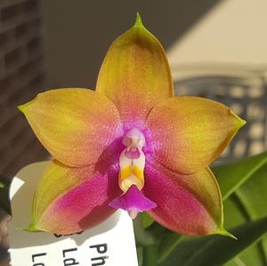 Phalaenopsis Mituo Prince