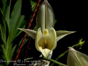 Catasetum Orchidglade