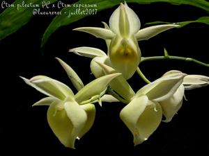 Catasetum Orchidglade