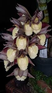 Catasetum Melana Davison