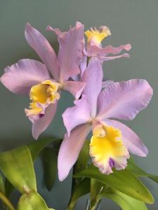 Cattlianthe Granier's Charm