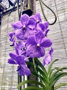 Vanda Rothschildiana