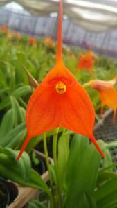 Masdevallia Ted Khoe