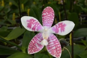 Phalaenopsis Taida Snow-Macassar