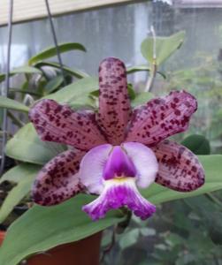 Cattleya Brabantiae