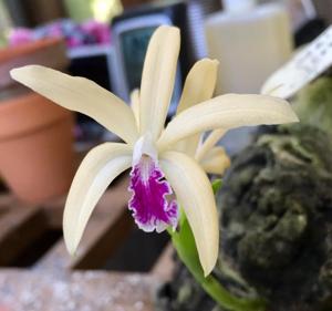 Cattleya Orglade's Goldburst