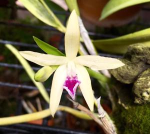 Cattleya Orglade's Goldburst