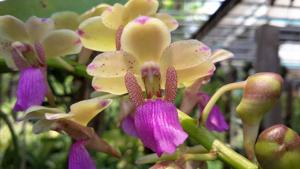 Rhynchorides Chang Koraht