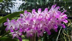 Vandachostylis Thailand