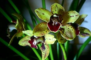 Cymbidium Darch Dots