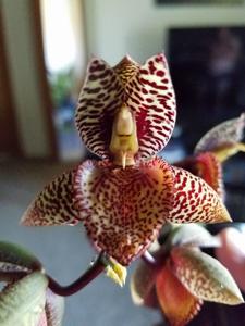 Catasetum Ryan Harrington