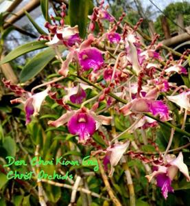 Dendrobium Chai Kiam Eng