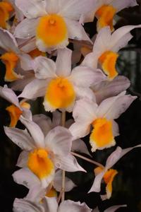 Dendrobium Memoria Christa Erdmann