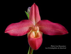 Phragmipedium Apple Pie