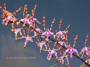 Dendrobium Jairak Fire Horn