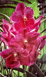 Vanda Fuchs Delight