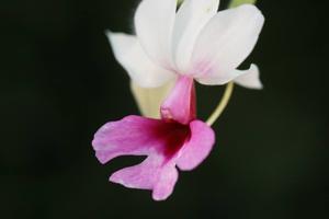 Calanthe Barberiana