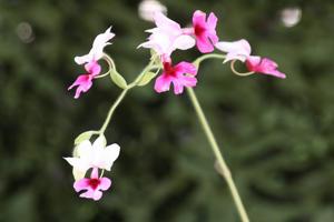 Calanthe Barberiana