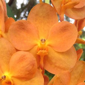 Vanda Suksamran Sunlight