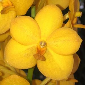 Vanda Suksamran Sunshine