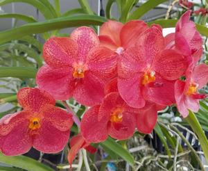 Vanda Albert Roguenant