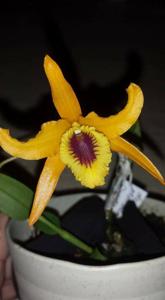 Dendrobium Chanthaboon Sunrise